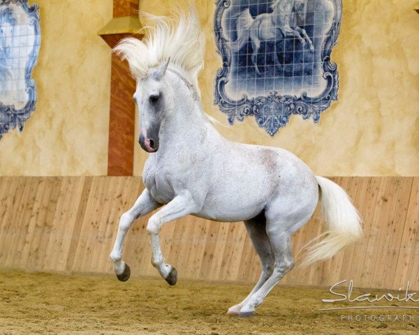 stallion He-Xeno (Lusitano, 1989, from Xaquiro)