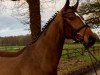 dressage horse Glen-Moray H (Hanoverian, 2009, from Goldfever II)