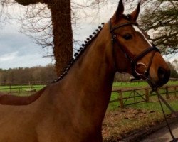 dressage horse Glen-Moray H (Hanoverian, 2009, from Goldfever II)