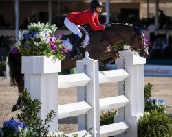 jumper Fasther (KWPN (Royal Dutch Sporthorse), 2010, from Vigo d'Arsouilles)