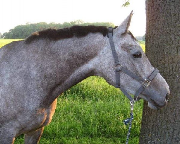 dressage horse Roca la Vida (Westphalian, 2006, from Bmc Roman Nature)