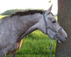 Pferd Roca la Vida (Westfale, 2006, von Bmc Roman Nature)