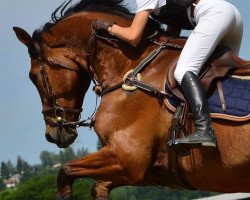 jumper Verdi First CH (Swiss Warmblood, 2004, from Veneur du Defey)