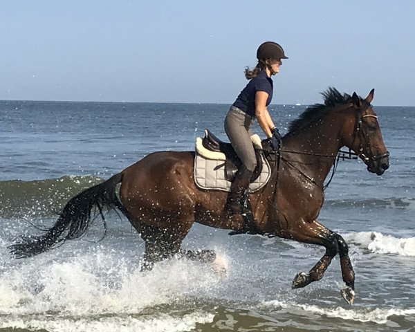 jumper Clooney (Oldenburg, 2009, from Cornet's Stern)