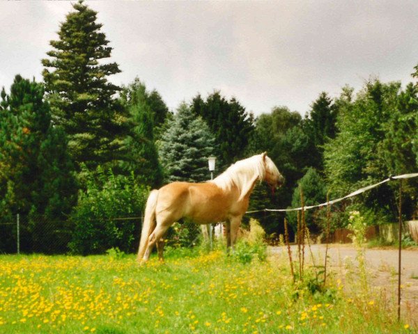 horse Waldmann (Haflinger, 1988, from Wico)