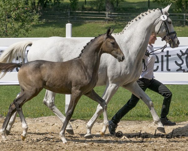 horse Stute von Chiron xx x Lehndorff's (Trakehner, 2015, from Chiron xx)