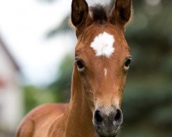 Pferd Leyla (Deutsches Edelblutpferd, 2020, von AS Khalil ox)