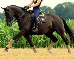 dressage horse Pico (Hanoverian, 2001, from Prince Thatch xx)