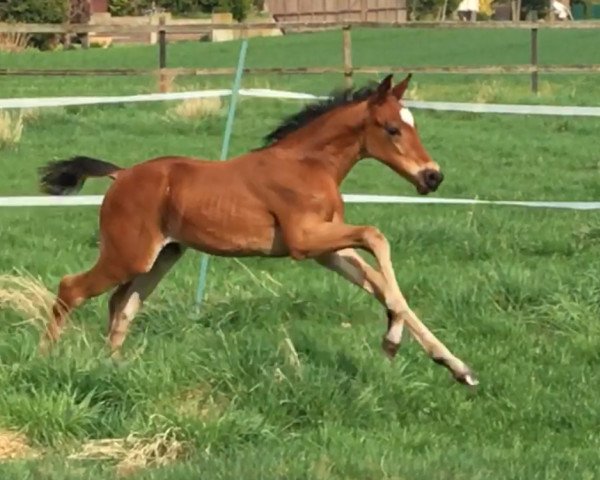 dressage horse Time Master (Oldenburg, 2018, from Total Spezial)