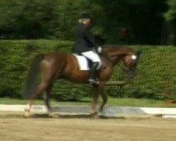 dressage horse Fahrenheit 35 (Westphalian, 2006, from Fiano)