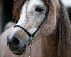 stallion AS Khalil ox (Arabian thoroughbred, 2014, from Mujahid El Naarah ox)