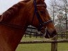 horse Liberta 8 (Hanoverian, 2003, from Lauries Crusador xx)