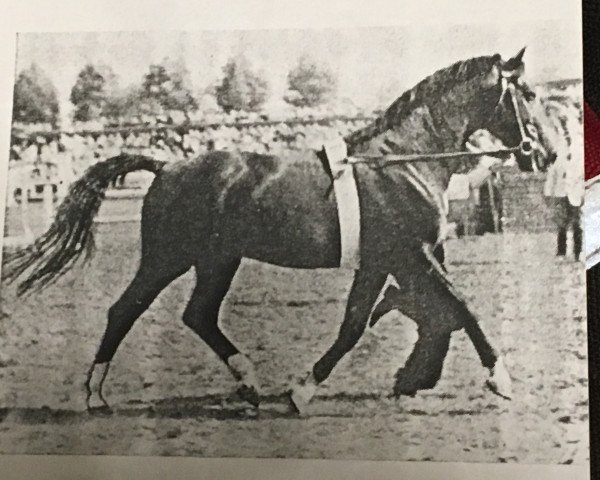 stallion Farina (Hanoverian, 1940, from Fahnentraeger)