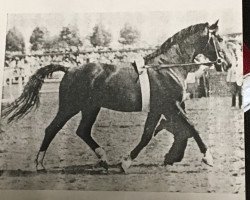 Deckhengst Farina (Hannoveraner, 1940, von Fahnentraeger)