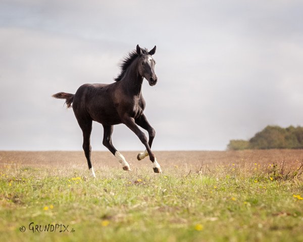 jumper Lillys Fiona (German Sport Horse, 2018, from Furejev)