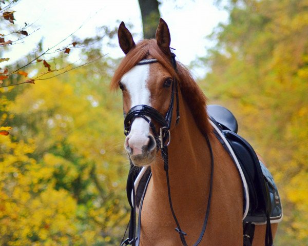 broodmare Petite Fleur (German Riding Pony, 2014, from Golden State 2)