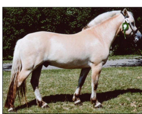stallion Malik Klattrup (Fjord Horse, 2004, from Kastanielystens Karant)