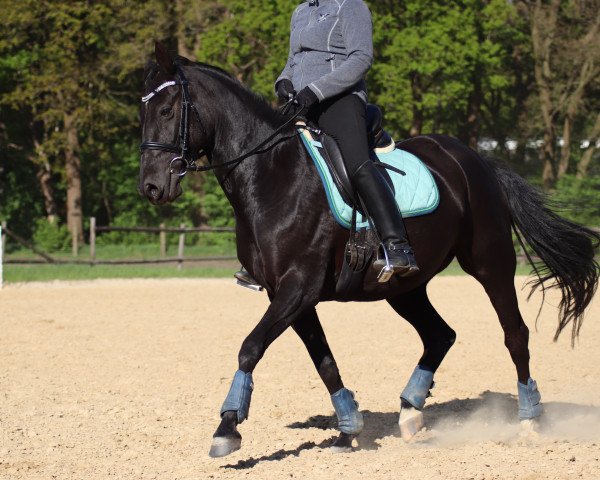 Pferd Barinya (Deutsches Reitpony, 2008, von Plaisier)