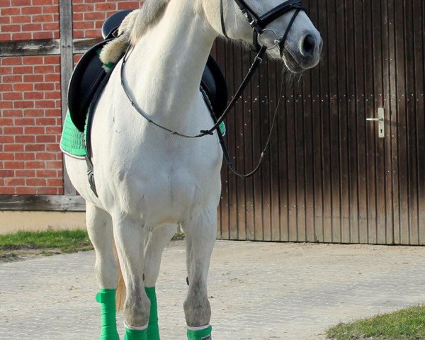 dressage horse Discovery Day van de Reinaerts (Oldenburg, 1996, from D-Day)