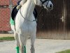 dressage horse Discovery Day van de Reinaerts (Oldenburg, 1996, from D-Day)