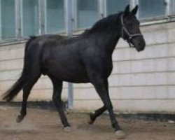 broodmare Stanny (Hanoverian, 2005, from Stedinger)