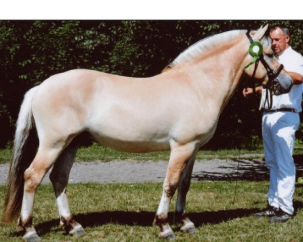 stallion Kastanielystens Tarco (Fjord Horse, 2004, from Cadeau Halsnæs)