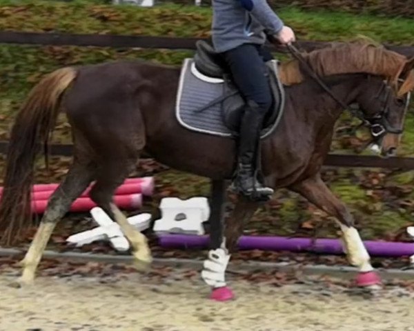 broodmare Dacota (German Riding Pony, 2013, from Dreidimensional AT NRW)