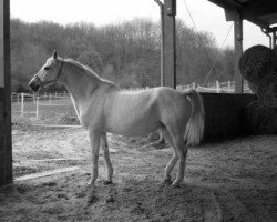 broodmare Carbida (Zweibrücken, 1994, from Carbido)