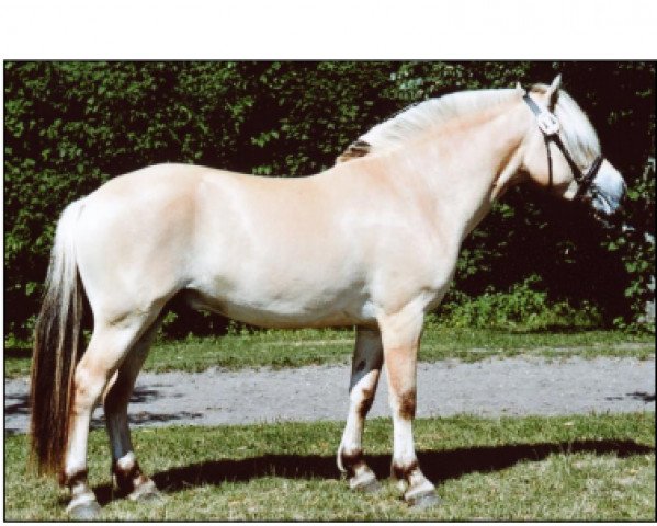 horse Halskovs Åke (Fjord Horse, 2004, from Kastanielystens Karant)