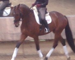 dressage horse Fürst Longchamp (Hanoverian, 2011, from Fürst Nymphenburg)