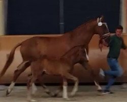 dressage horse Freddie's Fedor (Hanoverian, 2018, from Freddie Mercury 2)