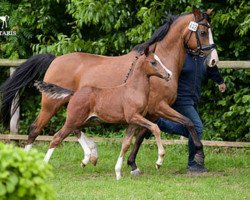 dressage horse Deichkind R (German Riding Pony, 2018, from Del Estero NRW)