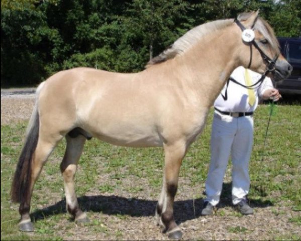 stallion Donau Tidselbjerg (Fjord Horse, 2004, from Frederik Skovå)