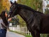 dressage horse Dante Bellini (Hanoverian, 2010, from Dauphin)