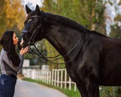 dressage horse Dante Bellini (Hanoverian, 2010, from Dauphin)