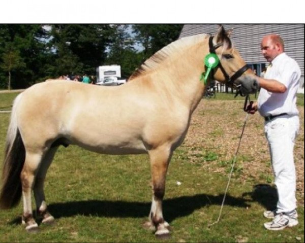 stallion Cæsar Kaptain (Fjord Horse, 2004, from Frederik Skovå)