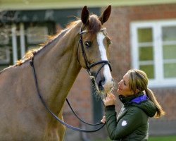 Springpferd Qaboom van de Bucxtale (Belgisches Warmblut, 2016, von Kannan)