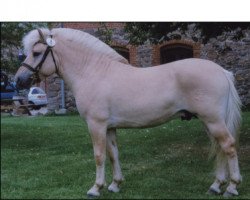 stallion Ågerupgårds Oliver (Fjord Horse, 2003, from Laval Vinstrup)