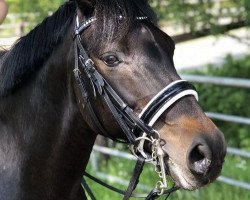 jumper Timm´s Gismo (German Riding Pony, 2007, from Giorgio N)