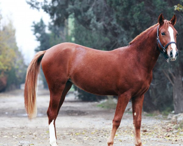 broodmare Irandokht (Akhal-Teke, 2017, from Yanardagh Badraq)