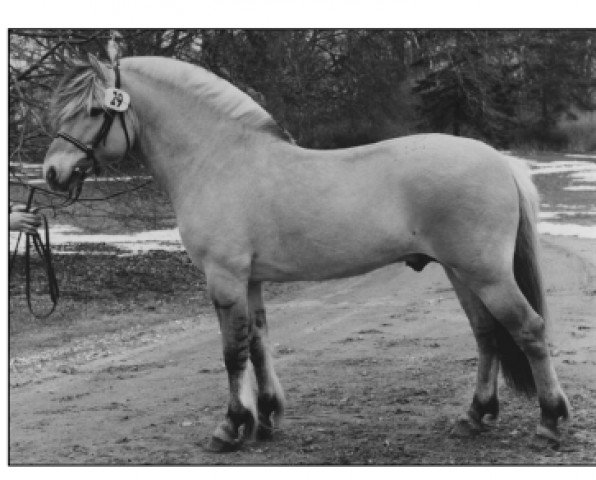 stallion Tor Halsnæs  (Fjord Horse, 1993, from Monolitt N.1974)