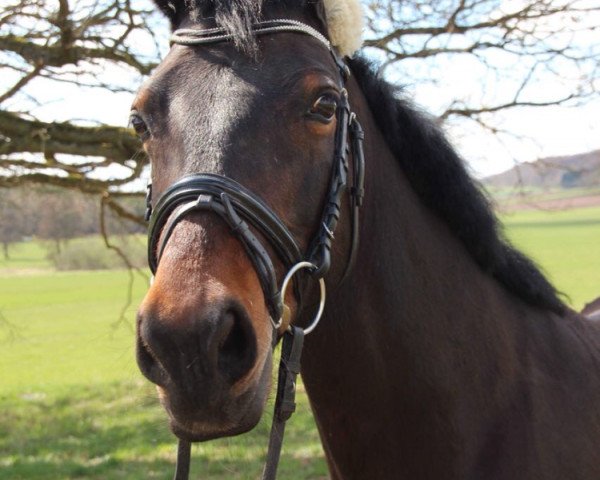 horse Filia 179 (Welsh-Cob (Sek. D), 2005, from Flavo Lysander)