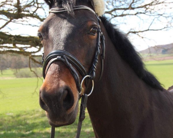 Pferd Filia 179 (Welsh-Cob (Sek. D), 2005, von Flavo Lysander)