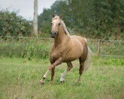 Pferd Sabine (Nederlands Welsh Ridepony, 2006, von Veenstra's Promise)