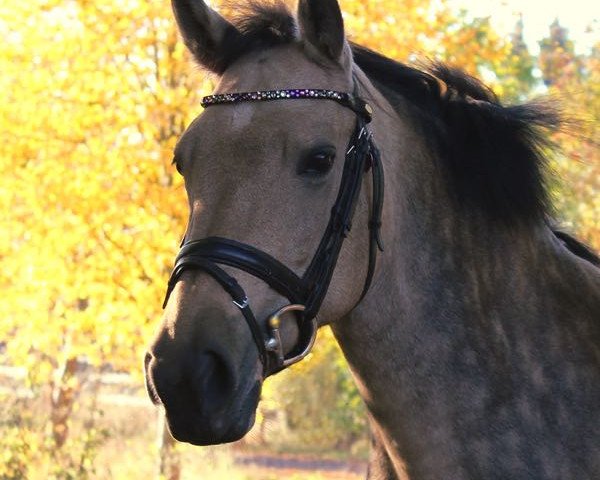 Pferd Fairytale B (Irish Sport Horse, 2010, von Gwennic de Goariva)