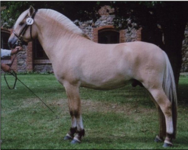 stallion Mark Fjordvang (Fjord Horse, 2003, from Abel Stanstorp)