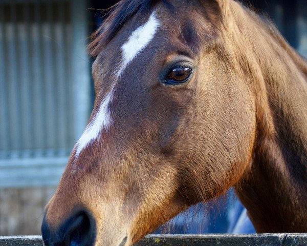 horse Freckles Miss Gloria (Quarter Horse, 1995)