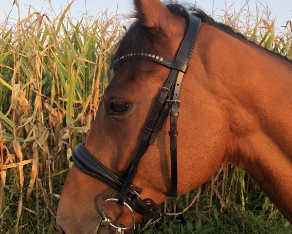 horse Carpe Diem (Czech Warmblood, 2009)