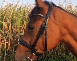 Pferd Carpe Diem (Tschechisches Warmblut, 2009)