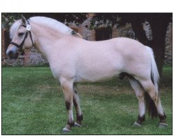 horse Lakaj Vinstrup (Fjord Horse, 2003, from Golf Gudenå)